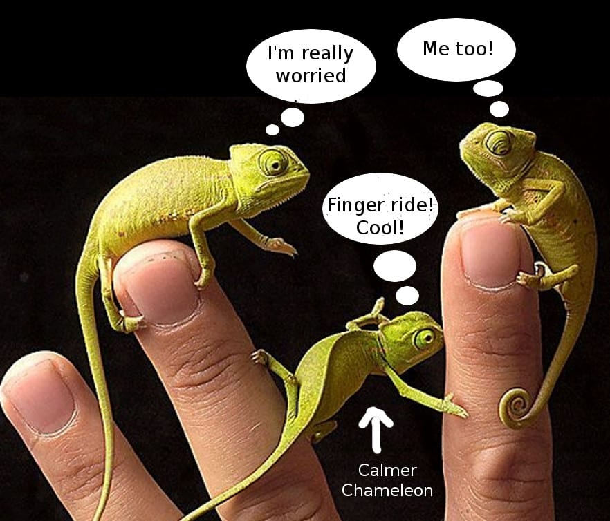 chameleon