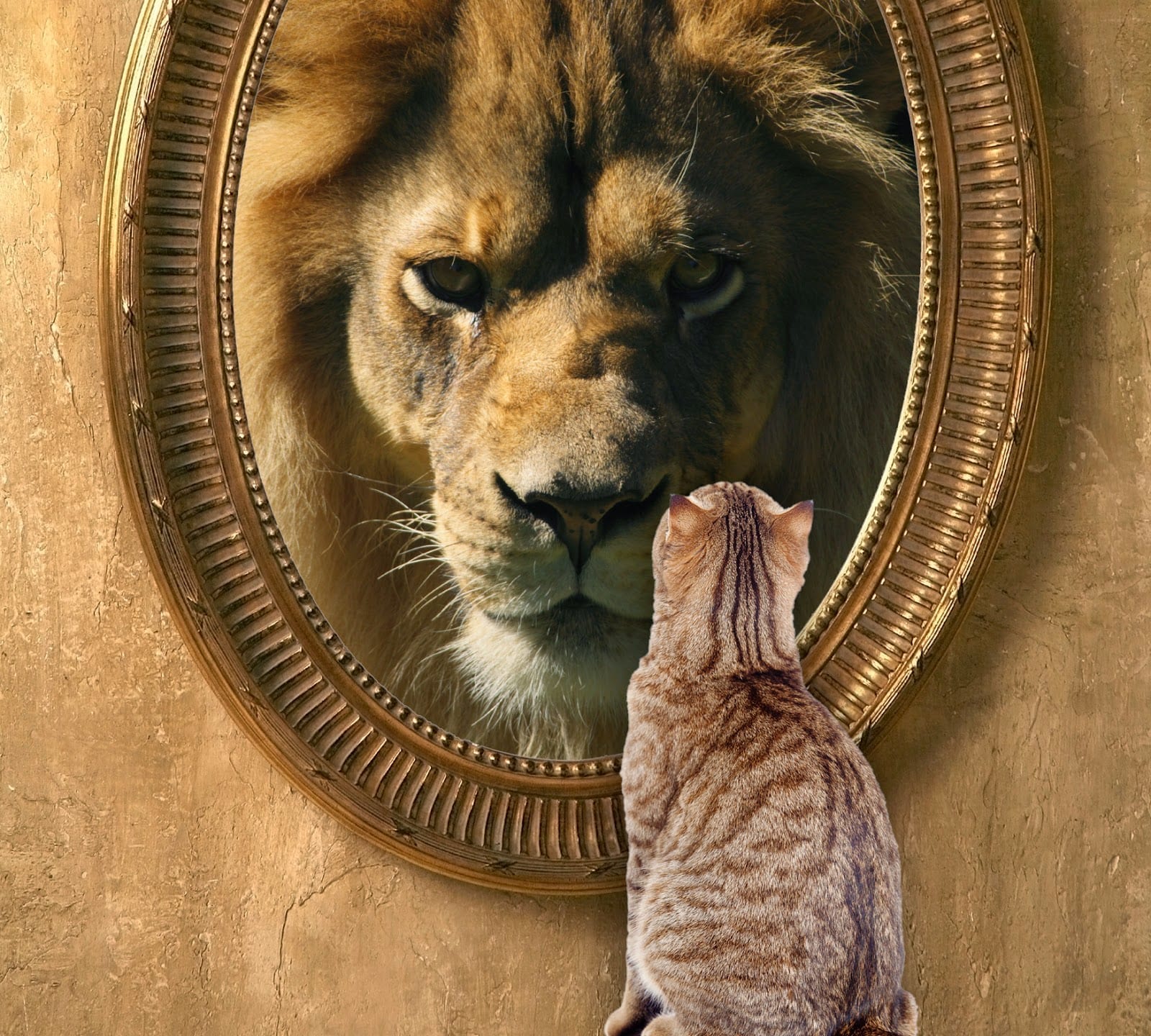 ep-cat-lion